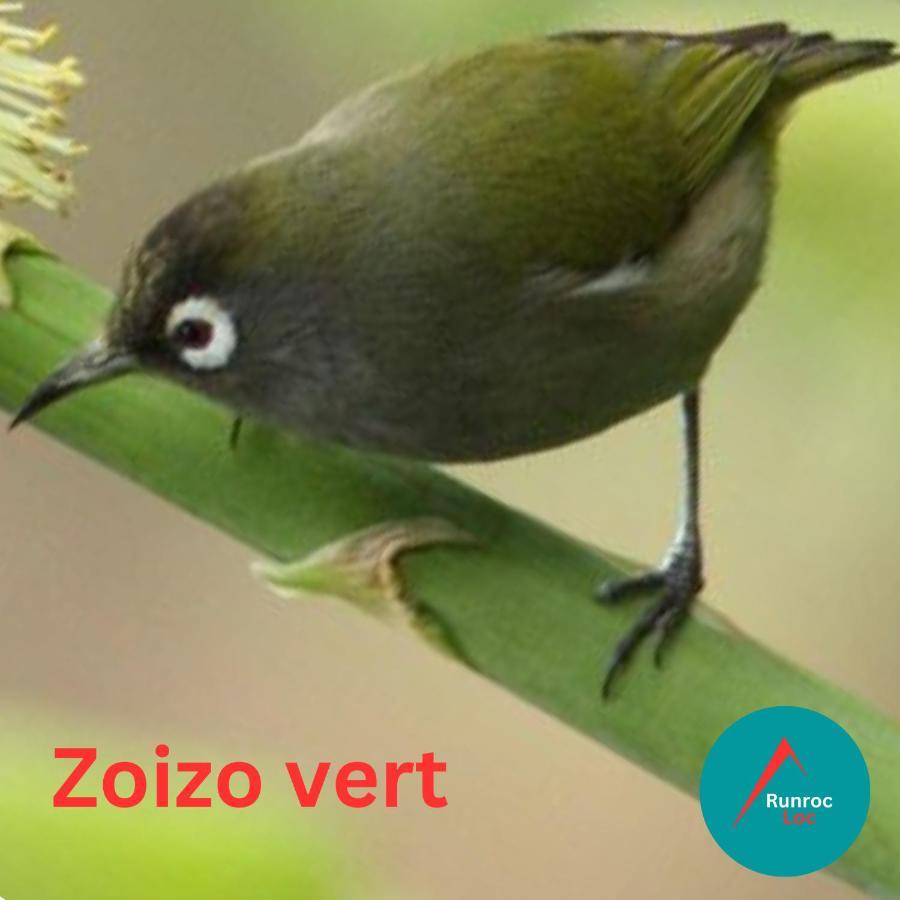 Zoizo Vert - Studio Au Calme Avec Jardin - St Leu Saint-Leu Esterno foto
